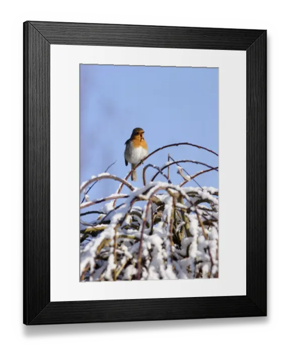 Framed Print : European Robin (Erithacus rubecula) adult, singing, perched on snow covered bush, Yorkshire, England, march