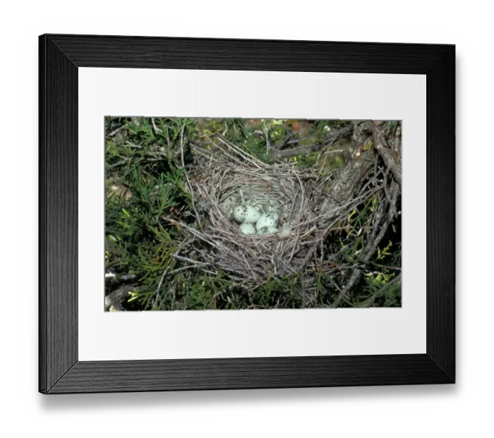 Framed Print : Woodchat Shrike (Lanius senator) four eggs in nest Framed Print : Woodchat Shrike (Lanius senator) four eggs in nest