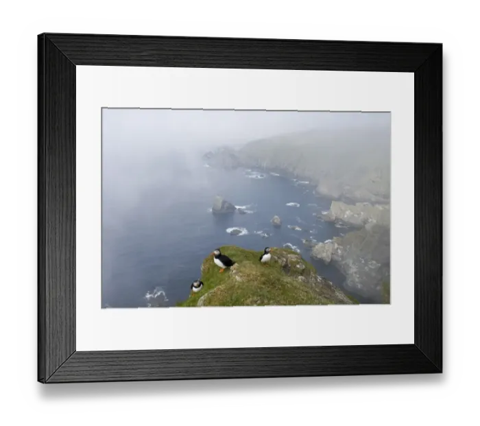 Framed Print : Atlantic Puffin (Fratercula arctica) three adults, standing on clifftop overlooking misty sea and cliff habitat, Hermaness N. N. R. Unst, Shetland Islands, Scotland, june