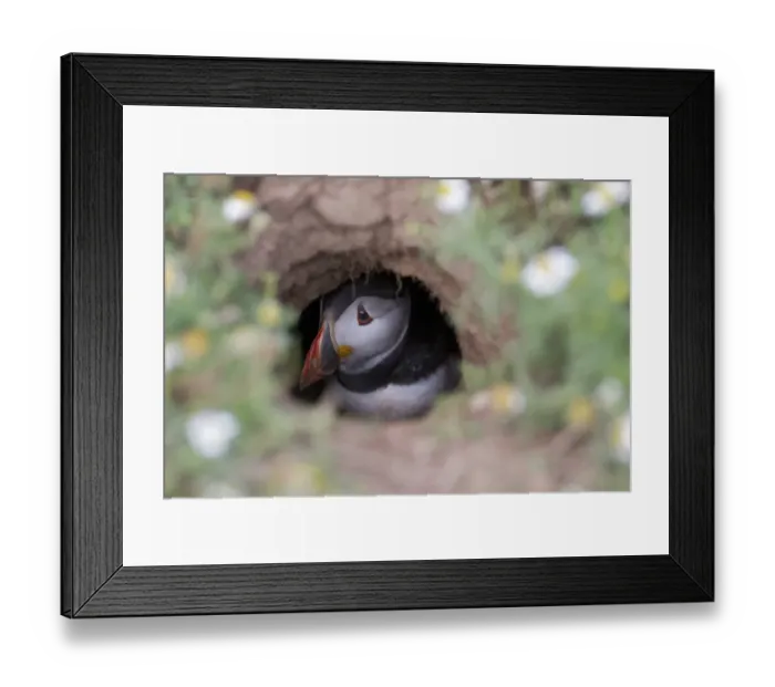Framed Print : Atlantic Puffin (Fratercula arctica) adult, at entrance to nesting burrow, Shetland Islands, Scotland, july Framed Print : Atlantic Puffin (Fratercula arctica) adult, at entrance to nesting burrow, Shetland Islands, Scotland, july