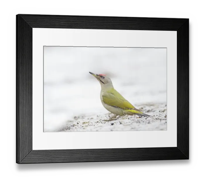 Framed Print : Grey-headed Woodpecker (Picus canus) adult male, feeding, standing on snow covered ground, Bulgaria, january