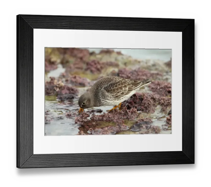 Framed Print : Purple Sandpiper (Calidris maritima) adult, winter plumage, feeding on seashore, Sandbanks, Poole, Dorset, England, january Framed Print : Purple Sandpiper (Calidris maritima) adult, winter plumage, feeding on seashore, Sandbanks, Poole, Dorset, England, january