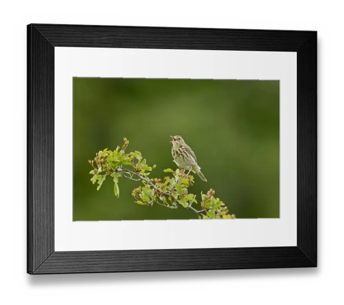 Framed Print : Tree Pipit (Anthus trivialis) adult, singing, perched on hawthorn, Cotswolds, Gloucestershire, England, june Framed Print : Tree Pipit (Anthus trivialis) adult, singing, perched on hawthorn, Cotswolds, Gloucestershire, England, june