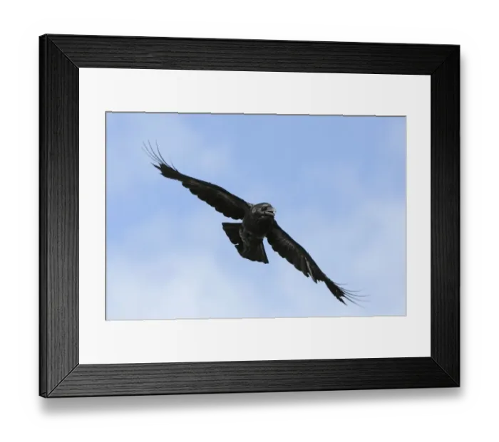 Framed Print : Common Raven (Corvus corax) adult, in flight, Varanger, Norway, may Framed Print : Common Raven (Corvus corax) adult, in flight, Varanger, Norway, may
