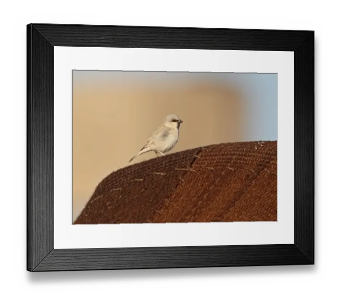 Framed Print : Desert Sparrow (Passer simplex) adult male, perched on jaima (Bedouin tent), Erg Chebbi, Morocco, february Framed Print : Desert Sparrow (Passer simplex) adult male, perched on jaima (Bedouin tent), Erg Chebbi, Morocco, february
