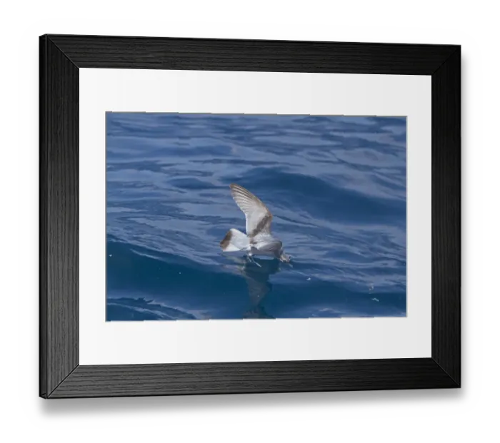 Framed Print : Fairy Prion (Pachyptila turtur) adult, in flight over sea, feeding at surface of water, New Zealand, november Framed Print : Fairy Prion (Pachyptila turtur) adult, in flight over sea, feeding at surface of water, New Zealand, november