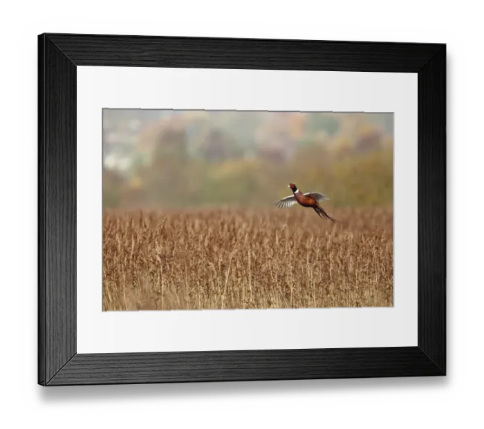 Framed Print : Common Pheasant (Phasianus colchicus) adult male, in flight over reedbed, Strumpshaw Fen RSPB Reserve, River Yare, The Broads, Norfolk, England, november Framed Print : Common Pheasant (Phasianus colchicus) adult male, in flight over reedbed, Strumpshaw Fen RSPB Reserve, River Yare, The Broads, Norfolk, England, november