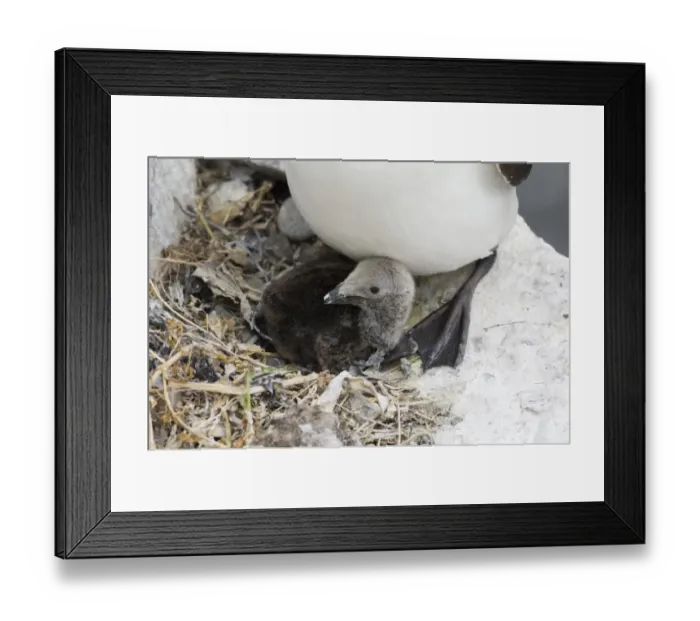 Framed Print : Razorbill (Alca torda) adult with chick at nest, Inner Farne, Farne Islands, Northumberland, England, summer Framed Print : Razorbill (Alca torda) adult with chick at nest, Inner Farne, Farne Islands, Northumberland, England, summer