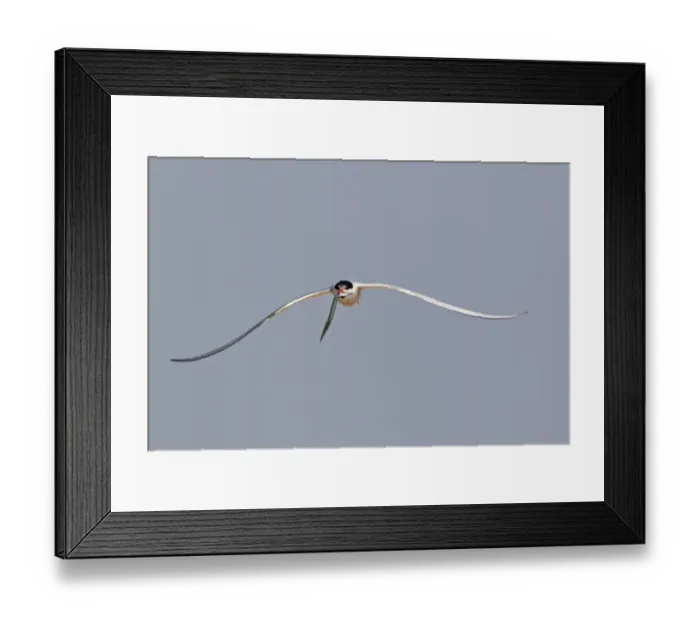 Framed Print : Common Tern (Sterna hirundo) adult, in flight, with sandeel in beak, Minsmere RSPB Reserve, Suffolk, England, july Framed Print : Common Tern (Sterna hirundo) adult, in flight, with sandeel in beak, Minsmere RSPB Reserve, Suffolk, England, july