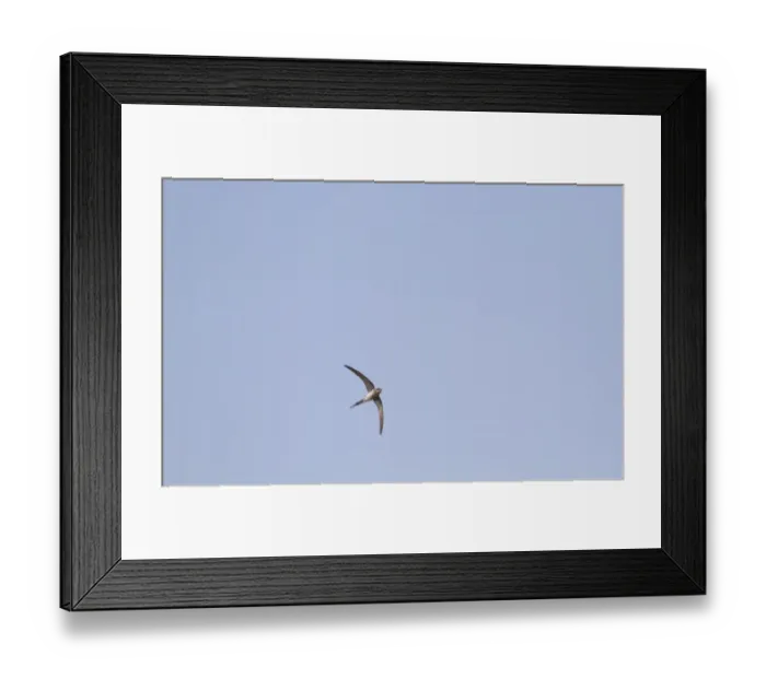 Framed Print : Crested Treeswift (Hemiprocne coronata) adult female, in flight, India, february Framed Print : Crested Treeswift (Hemiprocne coronata) adult female, in flight, India, february