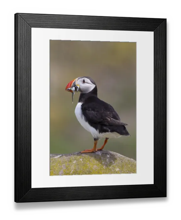 Framed Print : Atlantic Puffin (Fratercula arctica) adult, with sandeels in beak, standing on rock, Inner Farne, Farne Islands, Northumberland, England, june Framed Print : Atlantic Puffin (Fratercula arctica) adult, with sandeels in beak, standing on rock, Inner Farne, Farne Islands, Northumberland, England, june