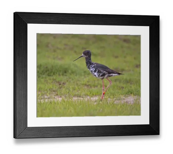 Framed Print : Black Stilt (Himantopus novaezelandiae) juvenile, wearing leg rings, walking in wetland, New Zealand, november Framed Print : Black Stilt (Himantopus novaezelandiae) juvenile, wearing leg rings, walking in wetland, New Zealand, november