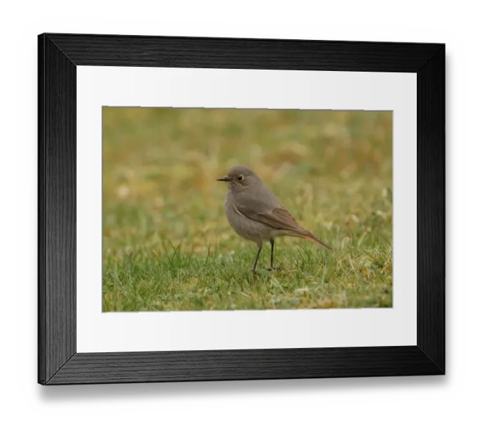 Framed Print : Black Redstart (Phoenicurus ochruros gibraltariensis) adult female, standing on short grass, Sea Palling, Norfolk, England, march Framed Print : Black Redstart (Phoenicurus ochruros gibraltariensis) adult female, standing on short grass, Sea Palling, Norfolk, England, march
