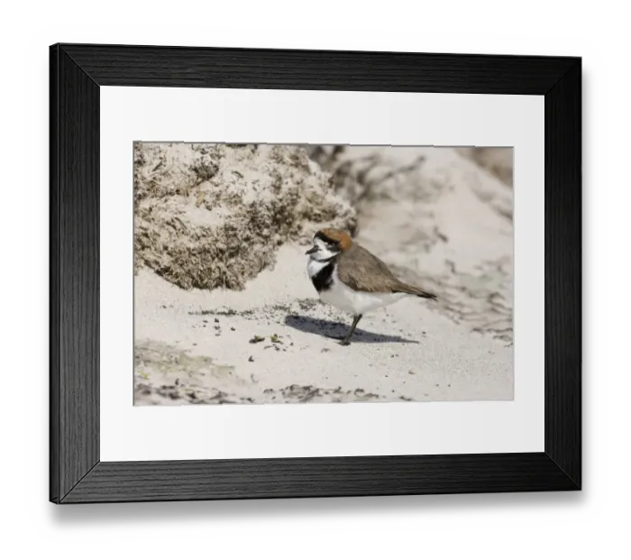 Framed Print : Two-banded Plover (Charadrius falklandicus) adult, standing on sand, Sea Lion Island, Falkland Islands, november Framed Print : Two-banded Plover (Charadrius falklandicus) adult, standing on sand, Sea Lion Island, Falkland Islands, november