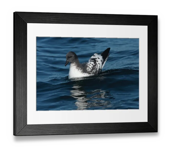 Framed Print : Cape Petrel (Daption capense) adult, swimming at sea, off Mar de Plata, Buenos Aires Province, Argentina, july Framed Print : Cape Petrel (Daption capense) adult, swimming at sea, off Mar de Plata, Buenos Aires Province, Argentina, july