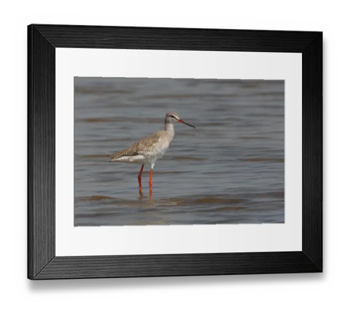 Framed Print : Spotted Redshank (Tringa erythropus) adult, non-breeding plumage, standing in shallow water, Thailand, february Framed Print : Spotted Redshank (Tringa erythropus) adult, non-breeding plumage, standing in shallow water, Thailand, february