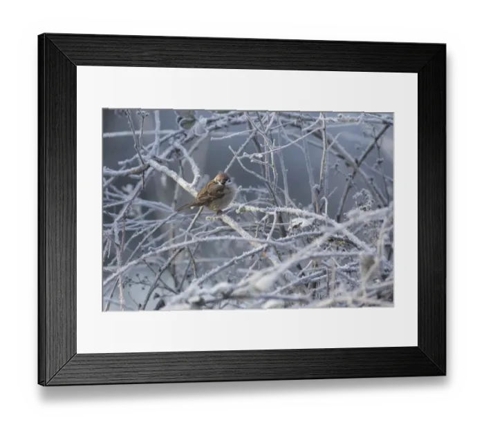 Framed Print : Eurasian Tree Sparrow (Passer montanus) adult, perched on frosty twigs, Fairburn Ings RSPB Reserve, West Yorkshire, England, january Framed Print : Eurasian Tree Sparrow (Passer montanus) adult, perched on frosty twigs, Fairburn Ings RSPB Reserve, West Yorkshire, England, january