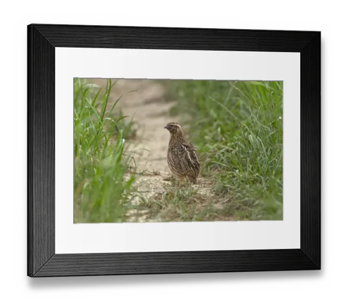Framed Print : Common Quail (Coturnix coturnix) adult, standing on track in farmland, Extremadura, Spain, may