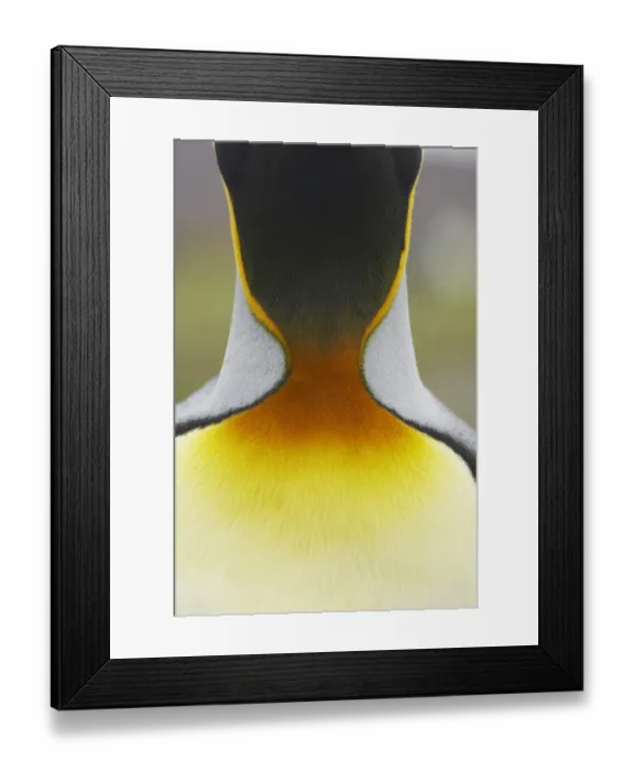 Framed Print : King Penguin (Aptenodytes patagonicus) adult, close-up of neck, Salisbury Plain, South Georgia Framed Print : King Penguin (Aptenodytes patagonicus) adult, close-up of neck, Salisbury Plain, South Georgia