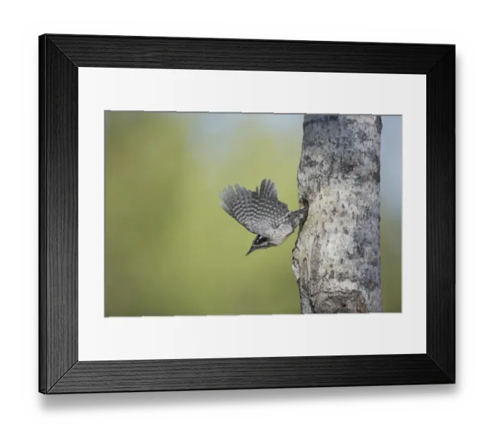 Framed Print : Three-toed Woodpecker (Picoides tridactylus) adult female, in flight, leaving nesthole in tree trunk, Oulu Region, Finland Framed Print : Three-toed Woodpecker (Picoides tridactylus) adult female, in flight, leaving nesthole in tree trunk, Oulu Region, Finland