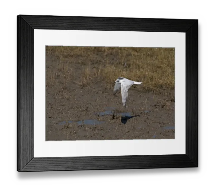 Framed Print : Gull-billed Tern (Gelochelidon nilotica) adult, non-breeding plumage, in flight over mud, Cairns, Queensland, Australia Framed Print : Gull-billed Tern (Gelochelidon nilotica) adult, non-breeding plumage, in flight over mud, Cairns, Queensland, Australia