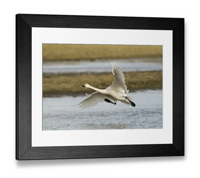 Framed Print : Bewick's Swan (Cygnus bewickii) adult, in flight, landing on water, Slimbridge, Gloucestershire, England, february Framed Print : Bewick's Swan (Cygnus bewickii) adult, in flight, landing on water, Slimbridge, Gloucestershire, England, february