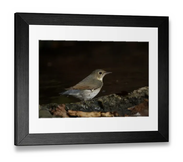 Framed Print : Siberian Blue Robin (Luscinia cyane) adult female, bathing in forest pool, Kaeng Krachan N. P. Thailand, february