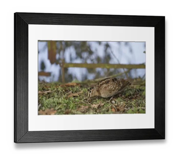 Framed Print : Eurasian Woodcock (Scolopax rusticola) adult, foraging beside rusty metal gate, Norfolk, England, december Framed Print : Eurasian Woodcock (Scolopax rusticola) adult, foraging beside rusty metal gate, Norfolk, England, december