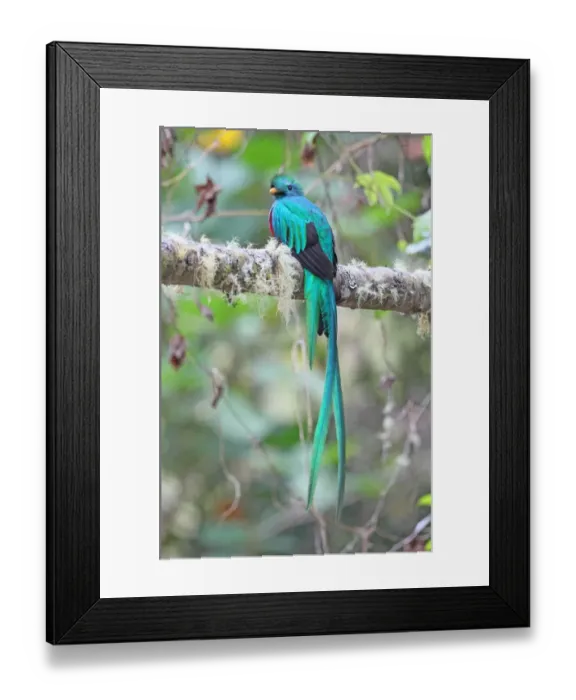 Framed Print : Resplendent Quetzal (Pharomachrus mocinno) adult male, perched on branch, Costa Rica, february
