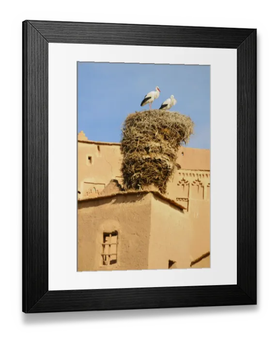 Framed Print : White Stork (Ciconia ciconia) adult pair, standing at nest on ancient kasbah building, Taourirt, Ouarzazate, Morocco, january Framed Print : White Stork (Ciconia ciconia) adult pair, standing at nest on ancient kasbah building, Taourirt, Ouarzazate, Morocco, january