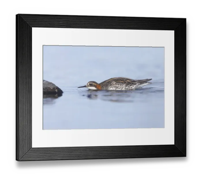 Framed Print : Red-necked Phalarope (Phalaropus lobatus) adult male, swimming, hunting insects on rocks, Loch Funzie, Fetlar, Shetland Islands, Scotland Framed Print : Red-necked Phalarope (Phalaropus lobatus) adult male, swimming, hunting insects on rocks, Loch Funzie, Fetlar, Shetland Islands, Scotland