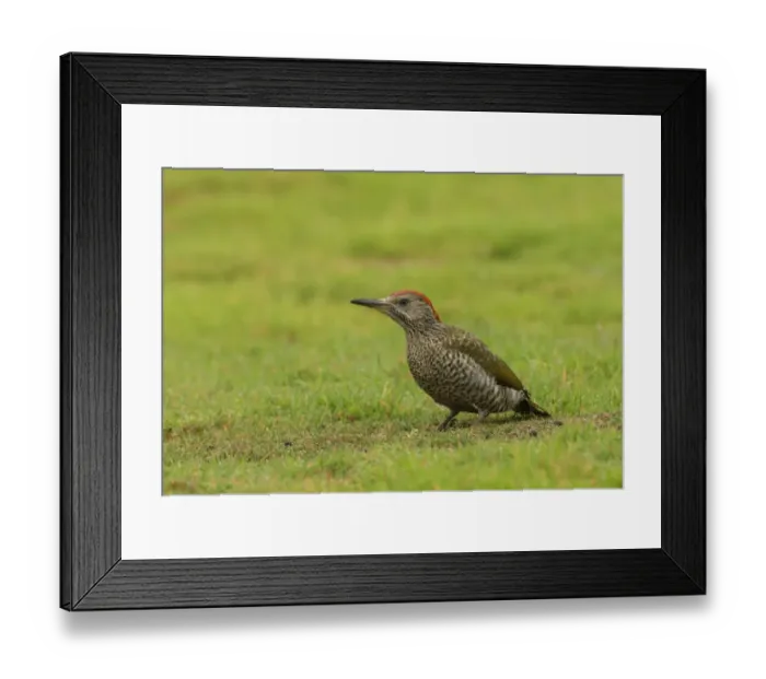 Framed Print : Green Woodpecker (Picus viridis) juvenile, standing on grassy field, Norfolk, England, august Framed Print : Green Woodpecker (Picus viridis) juvenile, standing on grassy field, Norfolk, England, august