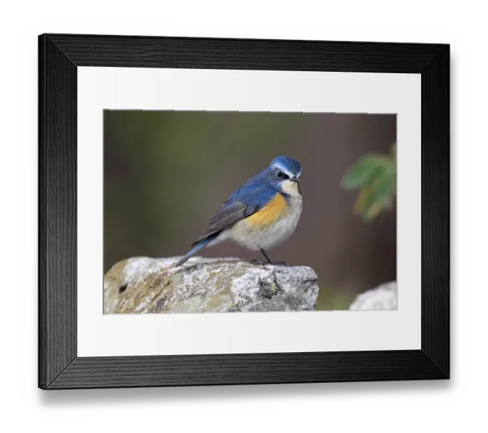 Framed Print : Orange-flanked Bush-robin (Tarsiger cyanurus) adult male, winter migrant, standing on rock, Hong Kong, China, february Framed Print : Orange-flanked Bush-robin (Tarsiger cyanurus) adult male, winter migrant, standing on rock, Hong Kong, China, february