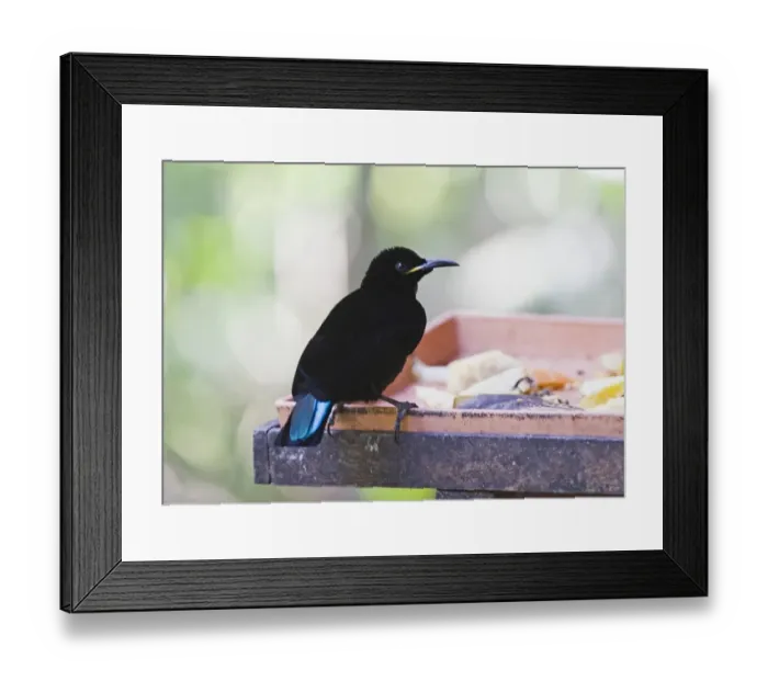 Framed Print : Victoria's Riflebird (Ptiloris victoriae) adult male, feeding at birdtable, Atherton Tableland, Queensland, Australia Framed Print : Victoria's Riflebird (Ptiloris victoriae) adult male, feeding at birdtable, Atherton Tableland, Queensland, Australia