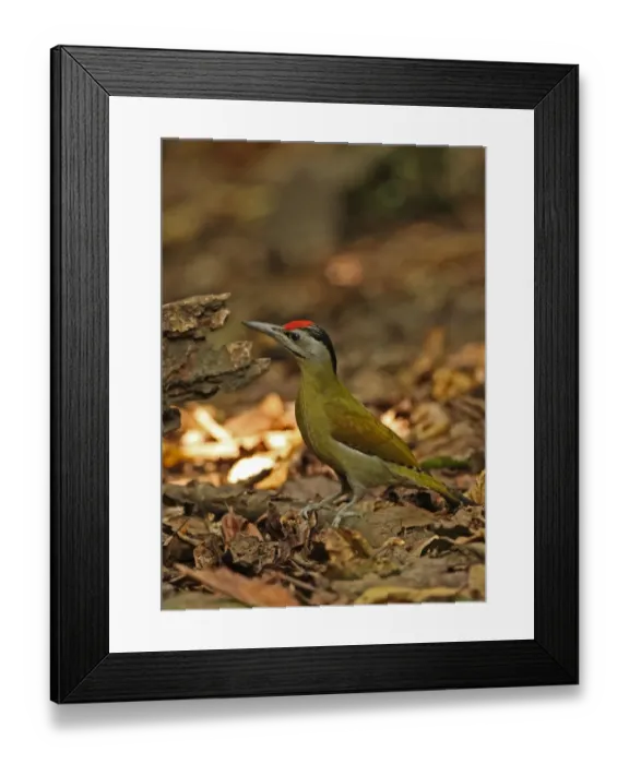 Framed Print : Grey-headed Woodpecker (Picus canus hessei) adult male, standing on forest floor, Kaeng Krachan N. P. Thailand, november