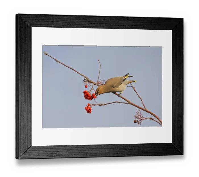 Framed Print : Bohemian Waxwing (Bombycilla garrulus) adult, feeding on rowan berries, Norfolk, England, november