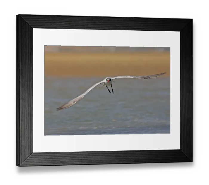 Framed Print : Caspian Tern (Sterna caspia) immature, first summer plumage, in flight over water, Ria Formosa N. P. Algarve, Portugal, april Framed Print : Caspian Tern (Sterna caspia) immature, first summer plumage, in flight over water, Ria Formosa N. P. Algarve, Portugal, april