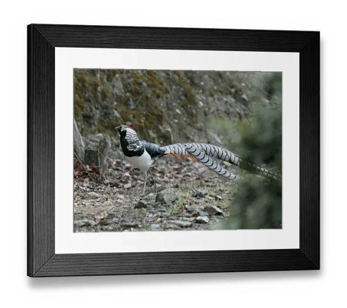 Framed Print : Lady Amherst's Pheasant (Chrysolophus amherstiae) adult male, in breeding plumage, Yunnan, China, may Framed Print : Lady Amherst's Pheasant (Chrysolophus amherstiae) adult male, in breeding plumage, Yunnan, China, may