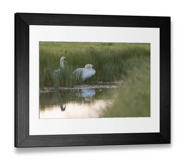 Framed Print : Mute Swan (Cygnus olor) adult pair, nesting at edge of dyke in coastal grazing marsh at sunrise, Elmley Marshes N. N. R. North Kent Marshes, Isle of Sheppey, Kent, England, may