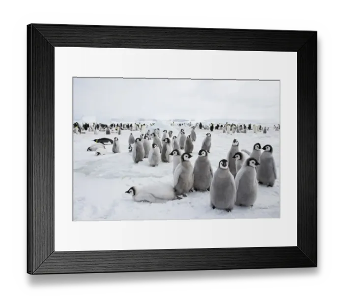 Framed Print : Emperor Penguin (Aptenodytes forsteri) chicks, group standing at edge of colony, Snow Hill Island, Weddell Sea, Antarctica
