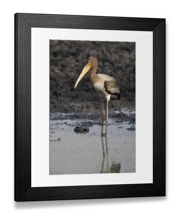 Framed Print : Painted Stork (Mycteria leucocephala) juvenile, standing in shallow water, Keoladeo Ghana N. P. (Bharatpur), Rajasthan, India Framed Print : Painted Stork (Mycteria leucocephala) juvenile, standing in shallow water, Keoladeo Ghana N. P. (Bharatpur), Rajasthan, India