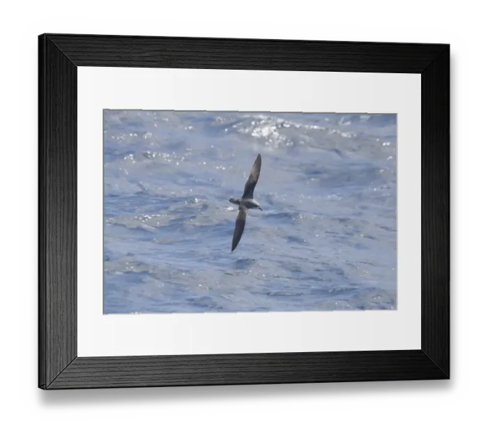 Framed Print : Cook's Petrel (Pterodroma cookii) adult, in flight over sea, New Zealand, november Framed Print : Cook's Petrel (Pterodroma cookii) adult, in flight over sea, New Zealand, november