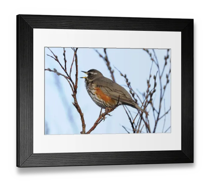 Framed Print : Redwing (Turdus iliacus) adult, territorial singing, perched on twig, Varanger, Norway, may Framed Print : Redwing (Turdus iliacus) adult, territorial singing, perched on twig, Varanger, Norway, may
