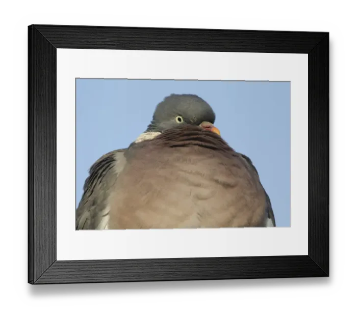 Framed Print : Wood Pigeon (Columba palumbus) adult, close-up of head and chest, Derbyshire, England, february