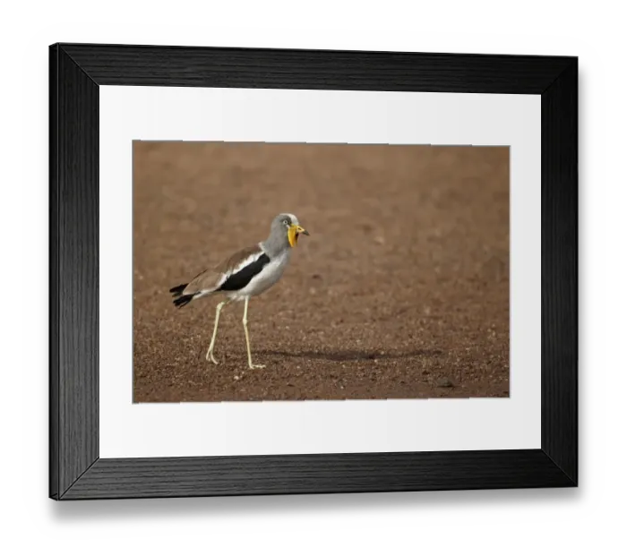 Framed Print : White-headed Lapwing (Vanellus albiceps) adult, walking on sandy riverbank, Niokolo-Koba, Senegal, january Framed Print : White-headed Lapwing (Vanellus albiceps) adult, walking on sandy riverbank, Niokolo-Koba, Senegal, january