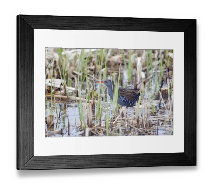 Framed Print : Water Rail (Rallus aquaticus) adult, feeding, with spider prey in beak, Minsmere RSPB Reserve, Suffolk, England, march Framed Print : Water Rail (Rallus aquaticus) adult, feeding, with spider prey in beak, Minsmere RSPB Reserve, Suffolk, England, march