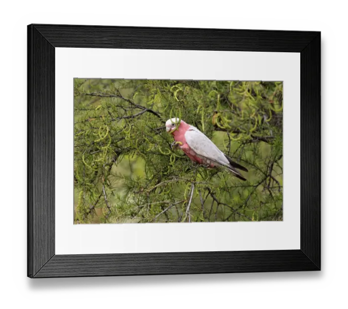Framed Print : Galah (Eolophus roseicapillus) adult, feeding on acacia seedpods in tree, Outback, Northern Territory, Australia Framed Print : Galah (Eolophus roseicapillus) adult, feeding on acacia seedpods in tree, Outback, Northern Territory, Australia