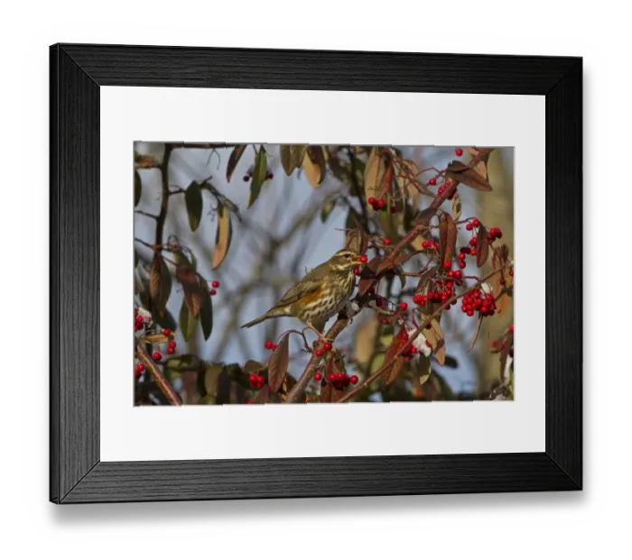 Framed Print : Redwing (Turdus iliacus) adult, feeding on cotoneaster berries, Shropshire, England, december Framed Print : Redwing (Turdus iliacus) adult, feeding on cotoneaster berries, Shropshire, England, december
