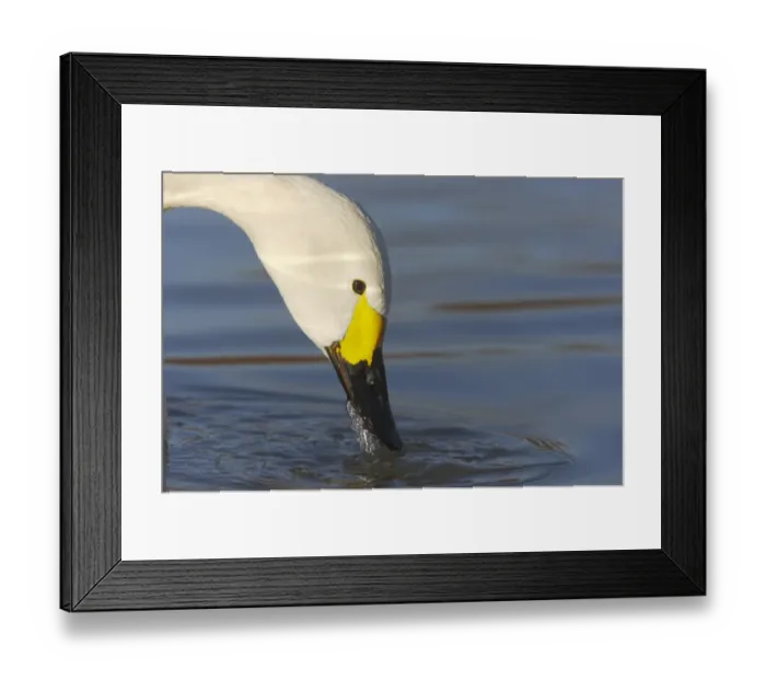 Framed Print : Bewick's Swan (Cygnus bewickii) adult, feeding in water, close-up of head, Slimbridge W. W. T. Gloucestershire, England, winter Framed Print : Bewick's Swan (Cygnus bewickii) adult, feeding in water, close-up of head, Slimbridge W. W. T. Gloucestershire, England, winter