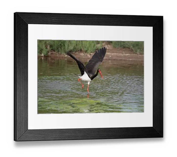 Framed Print : Black Stork (Ciconia nigra) adult, with wings spread, wading in water, Lesvos, Greece, may Framed Print : Black Stork (Ciconia nigra) adult, with wings spread, wading in water, Lesvos, Greece, may